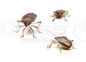 Three Brown Stink Bugs