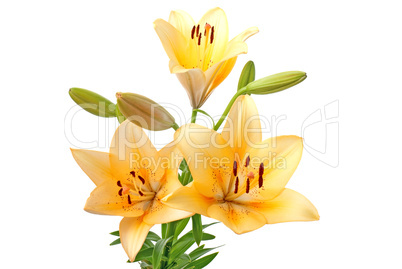 Yellow lilies