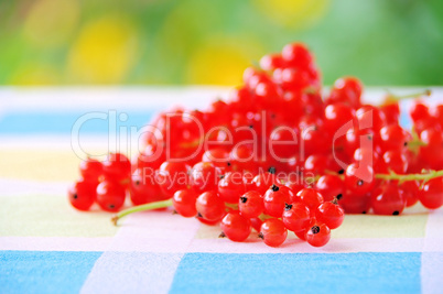 Johannisbeere - currant 33