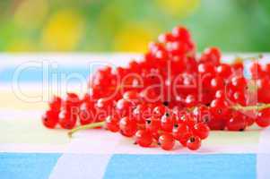 Johannisbeere - currant 33