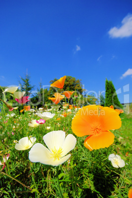 Kalifornischer Mohn - California poppy 30