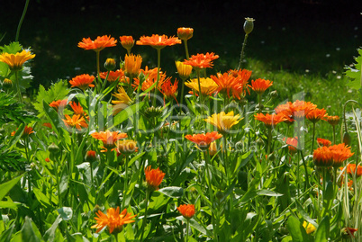 Ringelblume - calendula 18