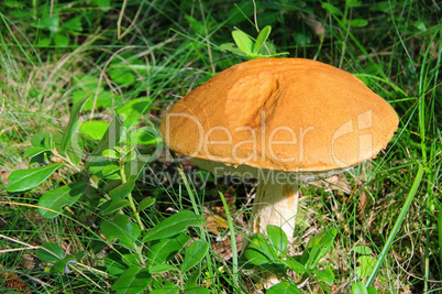 Rotkappe - red cap mushroom 08