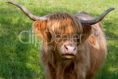 Cattle auf der Wiese