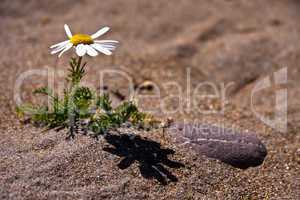 Blume am Strand