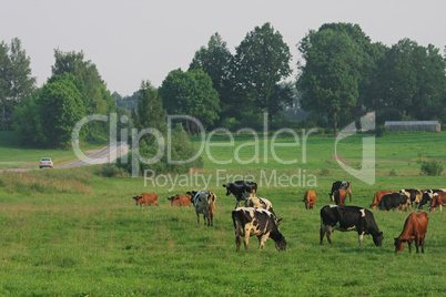 Cows herd.