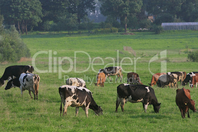 Cows herd