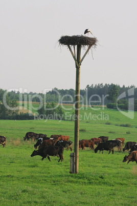 Cows herd