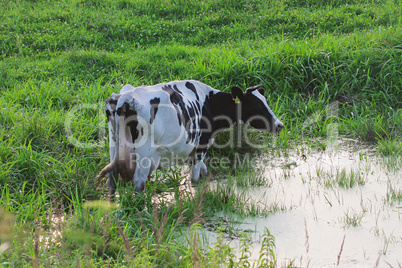 Straggled cow