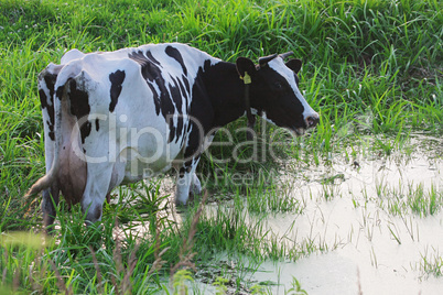 Straggled cow