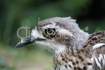 Eye of a bird