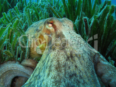 Octopus on Posidonia Oceanica