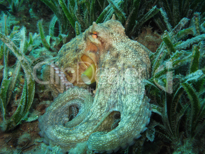 Octopus on Posidonia Oceanica