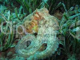 Octopus on Posidonia Oceanica