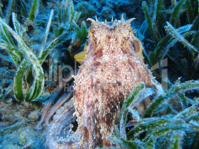 Octopus on Posidonia Oceanica