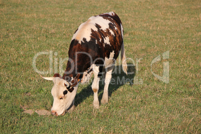 Quiet cow eating