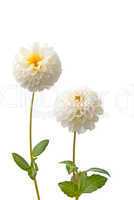 Beautiful white dahlias