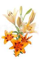 Colorful fresh lillies