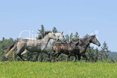 Herde Connemara Pony