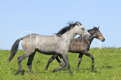 Connemara Ponys
