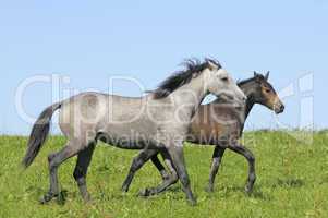 Connemara Ponys