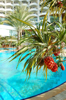 Tropical plant with fruits at swimming pool of luxury hotel, Pat