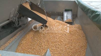 corn transferred from truck to hopper