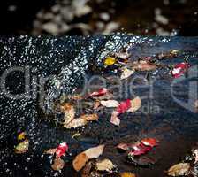 Autumn leaves in river