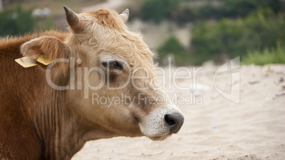 Dairy cow (Bos taurus) on beach, profile