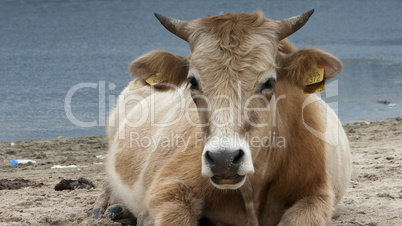 Dairy cow (Bos taurus) eating grass near lake