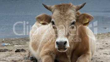 Dairy cow (Bos taurus) eating grass near lake