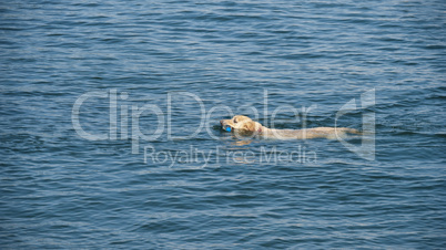 Dog swimming in sea with toy in mouth
