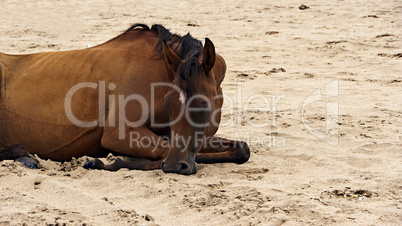 Horse lying on beach in sand