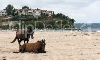 Horses on beach near coastal village