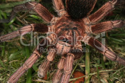 Vogelspinne (Phormictopus cochleasvorax) / Tarantula (Phormictop