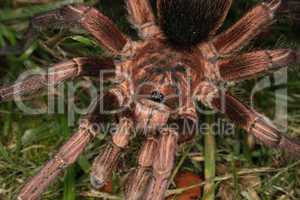 Vogelspinne (Phormictopus cochleasvorax) / Tarantula (Phormictop