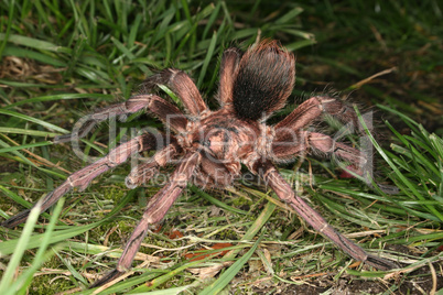 Vogelspinne (Phormictopus cochleasvorax) / Tarantula (Phormictop