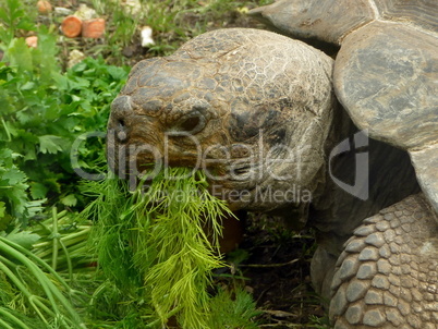 Turtle eats grass