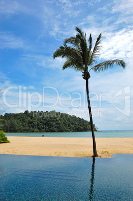Palm tree at the beach and swimming pool, Phuket, Thailand