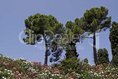 Kiefern mit Oleanderbüschen in Peschiera am Gardasee