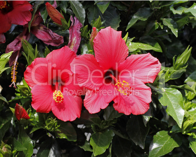 Hibiscus rosa-sinensis, Hibiskus