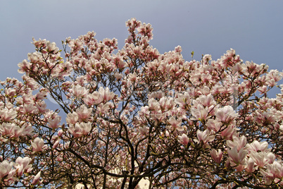 Magnolia x soulangeana, Tulpen-Magnolie
