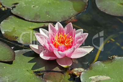 Nymphaea-Hybride, Seerose