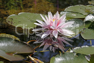 Nymphaea-Hybride, Seerose