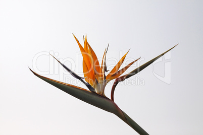 Strelitzia reginae, Paradiesvogelblume, Strelitzie