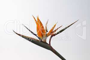 Strelitzia reginae, Paradiesvogelblume, Strelitzie
