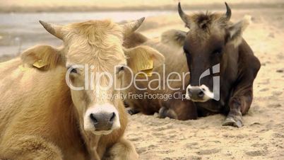 Dairy cows (Bos taurus) resting on beach