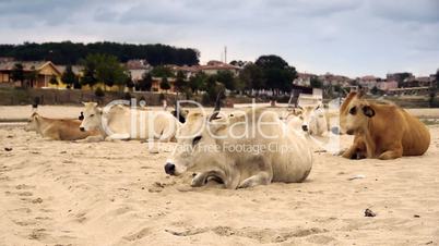 Dairy cows (Bos taurus) resting on beach