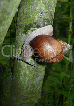 Weinbergschnecke