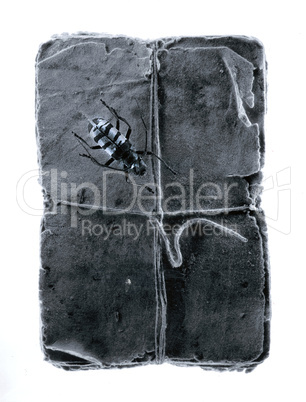 Käfer auf altem Buch